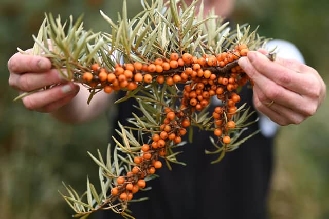 Sea Buckthorn will be removed from ground near Bo'ness