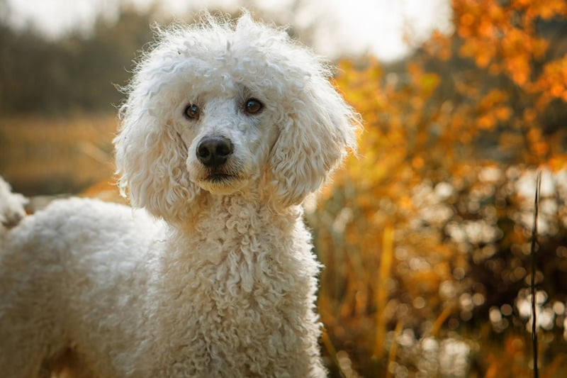 All three sizes of poodle - Standard, Miniature and Toy - tend to stay in good health, with lifespans of up to 18 years, and joint and eye issues only tending to affect older dogs.