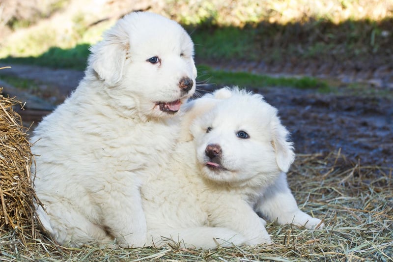 Great Pyrenees puppies are so fluffy you could be forgiven for mistaking them for lambs. Their weather resistant white coat is quite high-maintenance - needing brushed at least once a week.