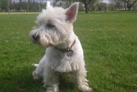 Angus the West Highland terrier has been missing since February 27