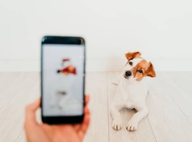Some breeds of dog can become big hits on social media platform TikTok.