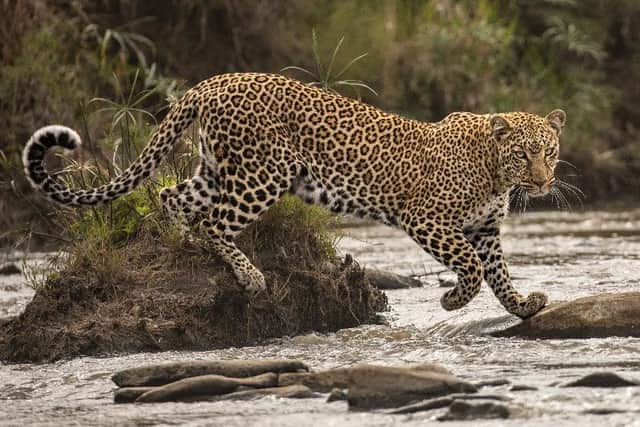 Another incredible image, The Catwalk by Shashwat Harish, Kenya.