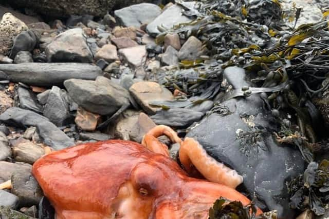 The bright orange octopus sitting on the rocks at Bo'ness harbour.