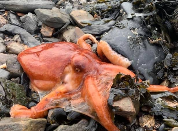 The bright orange octopus sitting on the rocks at Bo'ness harbour.