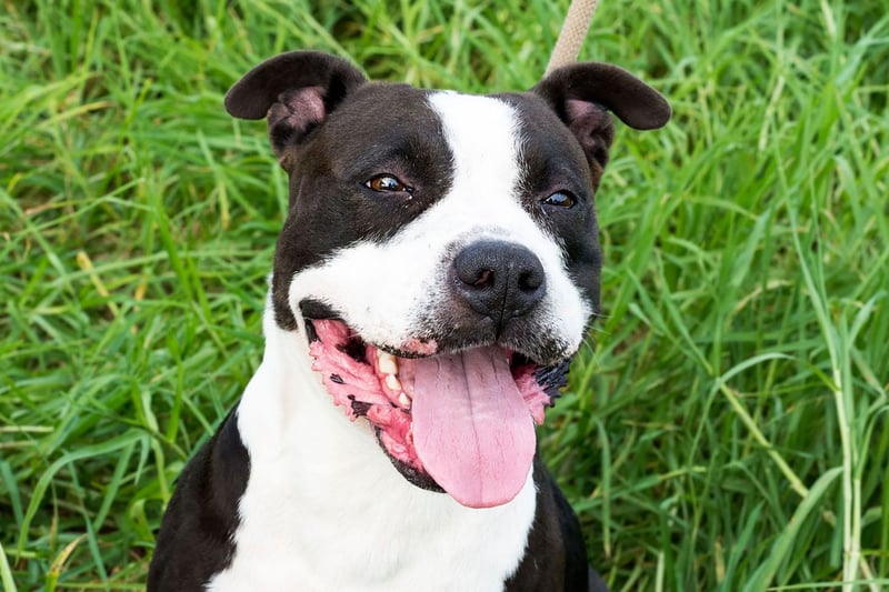 These often-misunderstood dogs have big hearts. The Staffordshire Bull Terrier is described as "highly intelligent and affectionate, especially with children" by the Kennel Club. Though they were originally bred as a fighting dog, they make wonderful family pets.