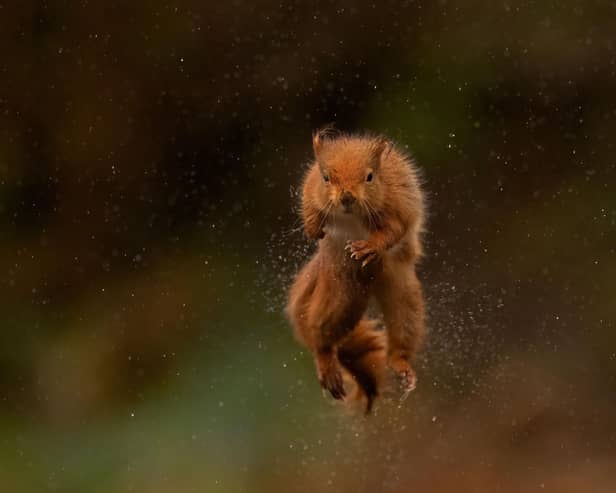 A jumping squirrel captured by Paul McDougall on one of his photo workshops  - Paul McDougall / Animal News Agency