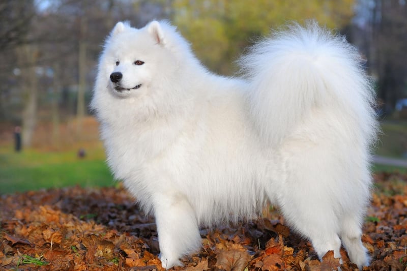 The Samoyed can claim to have both one of the fluffiest and one of the whitest coats in the dog world. Their coat is both dirt and water resistant, making them a surprisingly  low-maintenance breed.