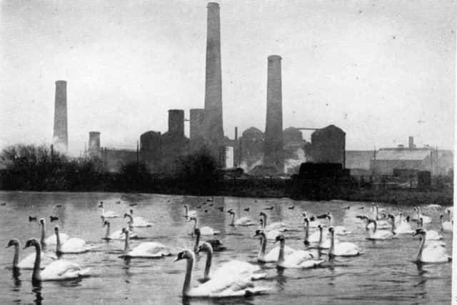 Swans pictured on the water in the 1930s.