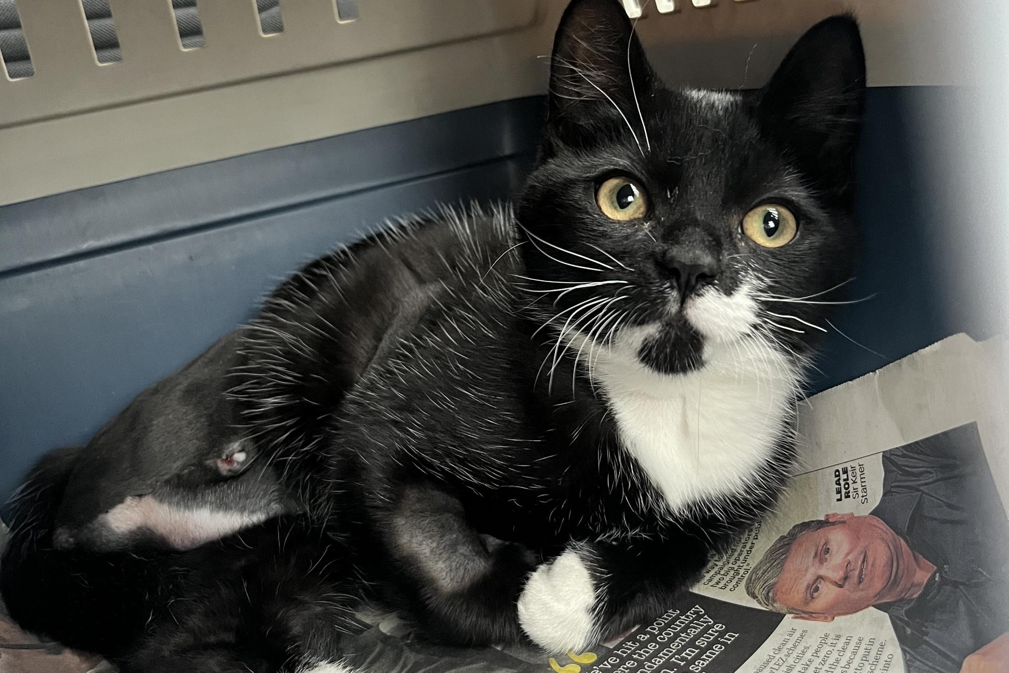 Foster spca best sale