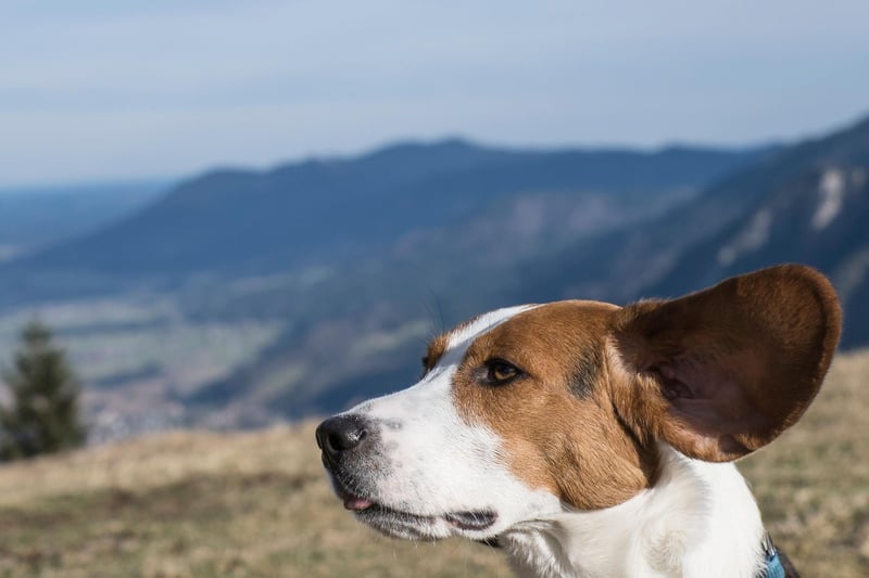 Ear mites are a particular problem for Beagles and can easily be transmitted between animals. A visit to the vet to get your dogs ears cleaned and treated will sort out the issue.