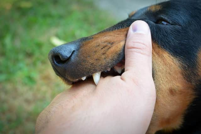 Some dogs are more likley than others to deliver painful bites.