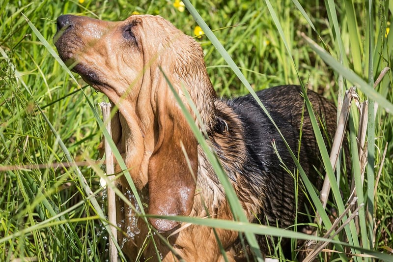 The Bloodhound is the breed of dog with the most sensitive sense of smell and can expect to live for 9-11 years.