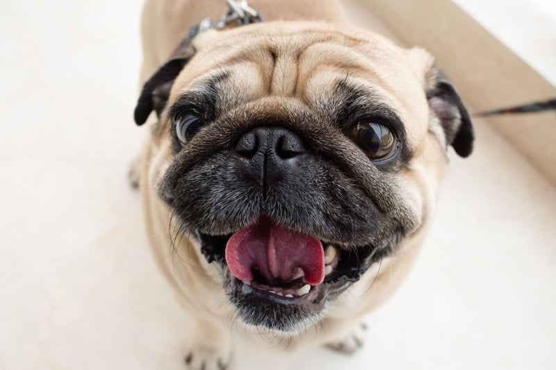 Bulging eyes, a flat snout and a deeply wrinkled brow certainly hasn't harmed the popularity of the Pug. Originally bred in ancient China they remain a much-loved breed today.