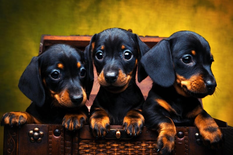 Owners of Daschshunds can expect to spend around £71 a month on their sausage dogs - £14,749 over their life.