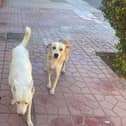 Dogs in Morocco are being killed in preparation for the World Cup 2030 - IAWPC/ Animal News Agency