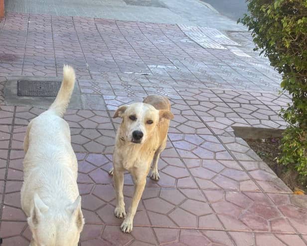 Dogs in Morocco are being killed in preparation for the World Cup 2030 - IAWPC/ Animal News Agency