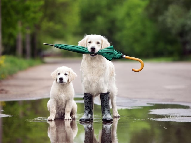One of the world's friendliest dogs is also one of the most intelligent. Golden Retrievers are perfect as seeing dogs and search-and-rescue dogs due to their obedience, big brains and dedication to tasks.