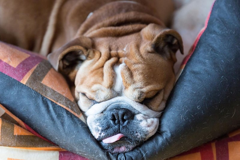Bulldogs aren't built for exercise - getting hot and tired easily. They'd far rather sneak up onto your bed for some shut-eye.