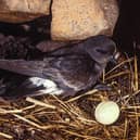 Storm petrels are breeding on the Isle of May