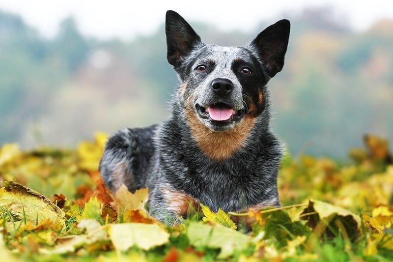 A more unusual breed in the UK, the Australian Cattle Dog is a tireless worker – which it needs to be while droving cattle over long distances in Australia.