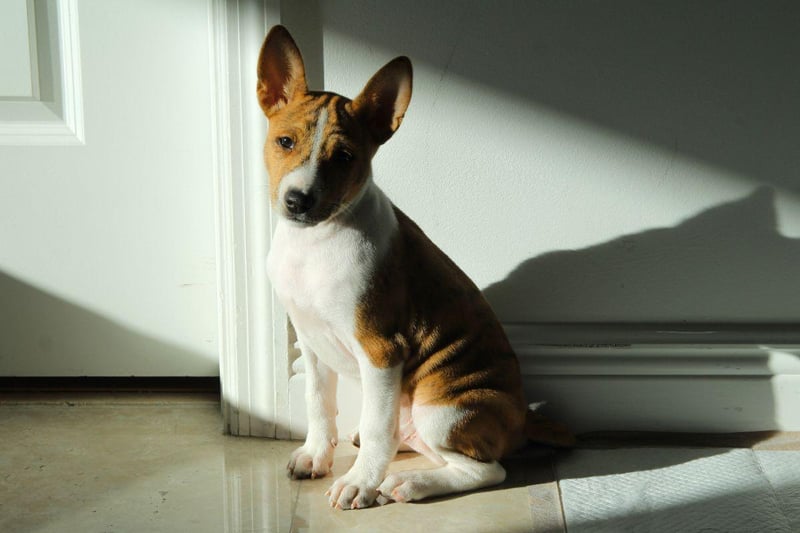 The Basenji is best known as being the dog breed that doesn't bark - they make a strange yodeling noise instead. They are also very independent dogs that are happy to amuse themselves and are not needy or demanding.