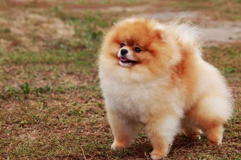 Technically the Pomeranian is quite a high energy dog, but they'll happily expend most of it careering around their home without any need for their owner to get involved. Otherwise 30 minutes or so of play and a good walk will do them just fine.