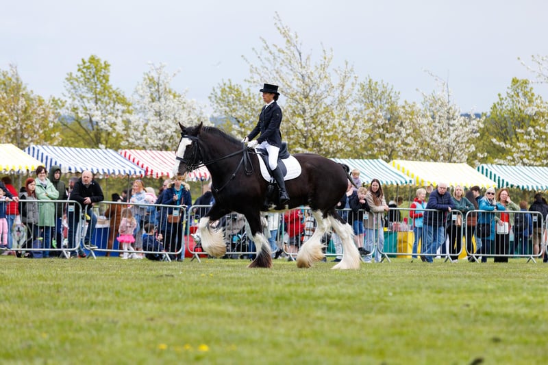 An impressive display of Clydesdale horses were in the ring.