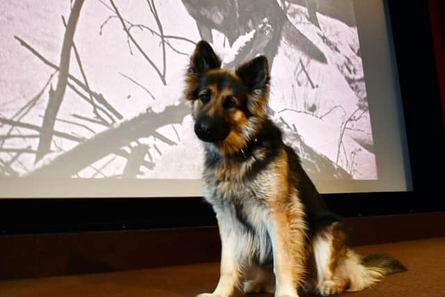 Kuna - a dead ringer for Hollywood icon Rin Tin Tin - helps HippFest celebrate the centenary of the canine superstar along with the screening of Where the North Begins (1923)