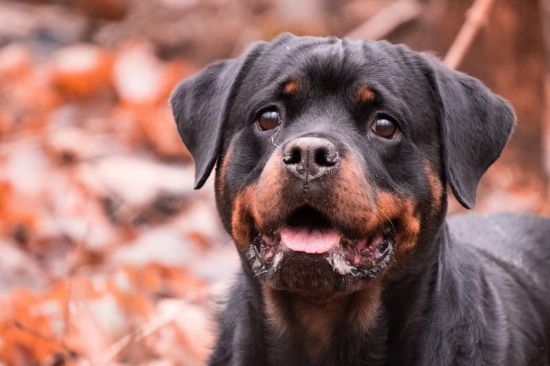 Many children become familiar with the Rottweiler breed from an early age thanks to the 'Good Dog Carl' series of books written by Alexandra Day. SInce 1985 there have been more than 20 books about the adventures of Carl the Rottweiler.