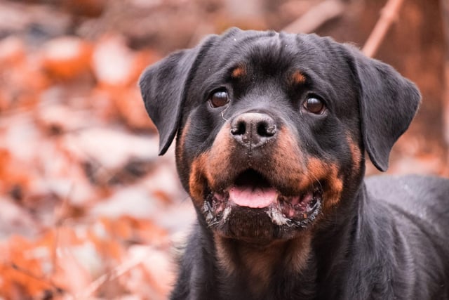Many children become familiar with the Rottweiler breed from an early age thanks to the 'Good Dog Carl' series of books written by Alexandra Day. SInce 1985 there have been more than 20 books about the adventures of Carl the Rottweiler.