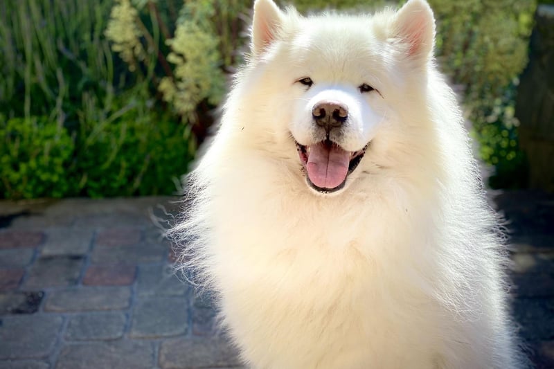Taking its name from the Samoyedic people of Siberia, the Samoyed were originally bred to herd reindeer. There were 219 registered last year, meaning they just squeeze into tenth position in the UK's most popular pastoral breeds of dog.
