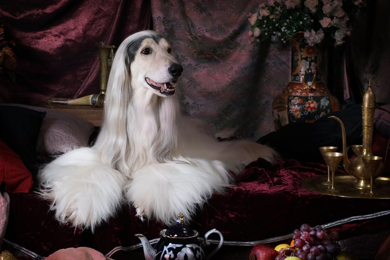 The Afghan Hound is beautiful and it knows it - with an aloof attitude that suggests it is merely putting up with its human. Afghans like to have their own space to chill by themselves.