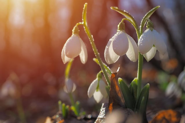 West Plean House, near Stirling, offers romantic getaways for couples, with the added benefit of gardens swathed in snowdrops.