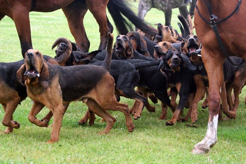 With a record-breaking 300 million scent receptors, the Bloodhound is the gold medal-winner for sniffing out anything you may want to find. They've been used to find many things over the years - not least fleeing criminals - and can follow a scent trail on the ground or in the air.