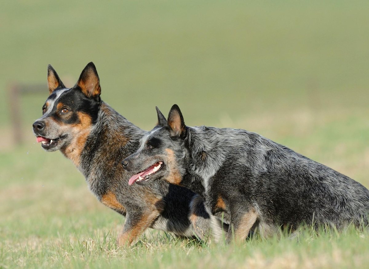 10 of the dog breeds likely to need the most and least expensive vet visits - from Beagle to German Shepherd