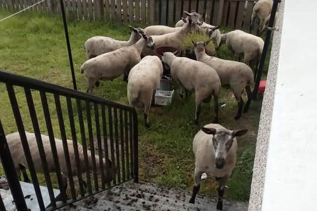 A flock of sheep gathered in a Maddiston resident's back garden after escaping from a nearby farm.