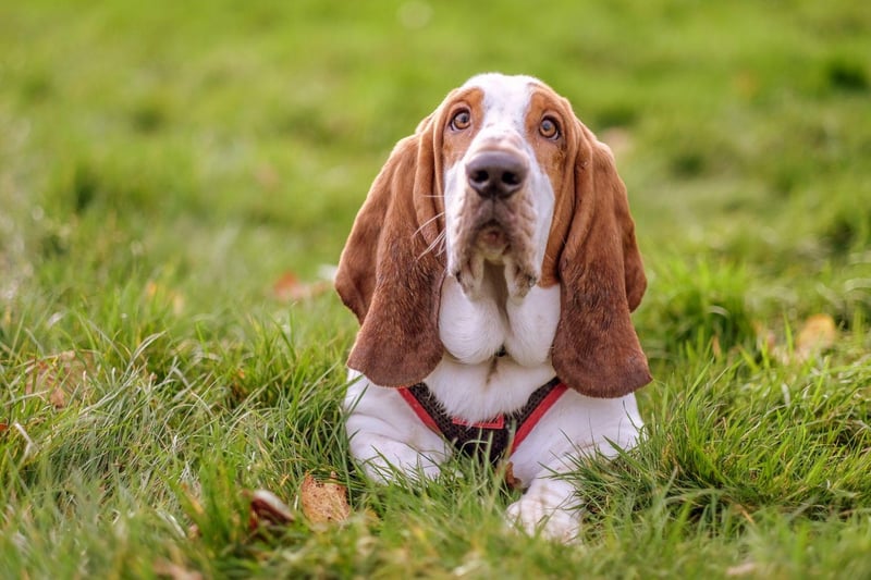 Perhaps the sleepiest of all the dog breeds, the Basset Hound is also one of the most loyal. They won't mind too much if you go out all day, but they'll still be delighted to see you return home.