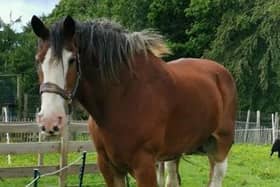 Hamish, who was a much loved face at Newparks Farm, sadly passed away last week.