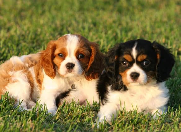 How much do you know about the Cavalier KIng Charles Spaniel?