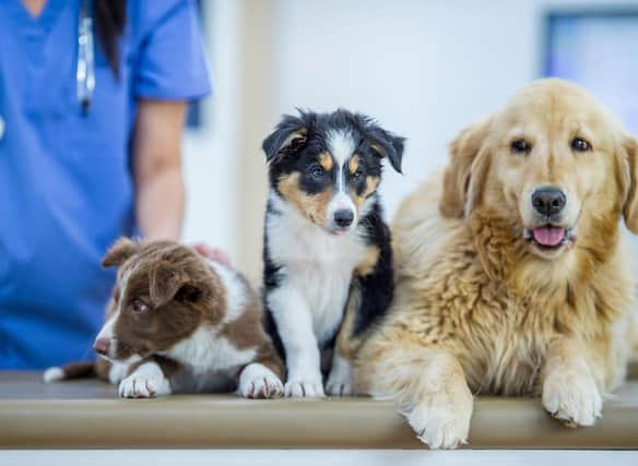 There are a number of things you should watch out for that mean your dog could do with a quick trip to the vet.