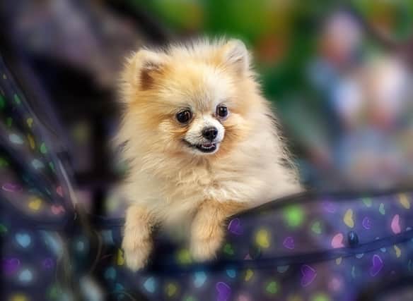 How much do you know about the adorable Pomeranian?