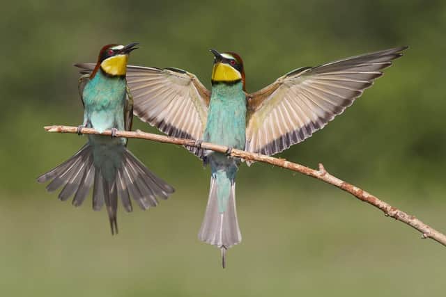 Bee-eaters were captured by David Jones