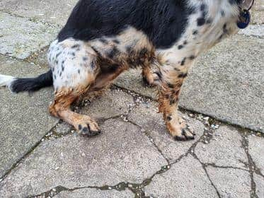 Even pets are getting covered in the rusty water in Easter Carmuirs Park, Camelon