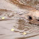 Beaver numbers in Scotland have more than doubled over the last three years