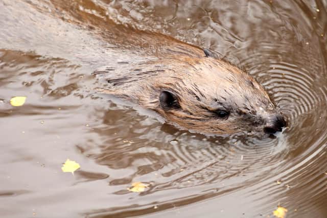 Beaver numbers in Scotland have more than doubled over the last three years