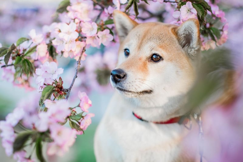 A walk a day and a couple of more vigorous exercise sessions each week will keep an adorable Shiba Inu in tip top shape mentally and physically.