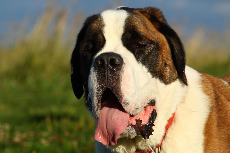 Equally famous for their bravery during mountain rescues, and their habit of producing copious amounts of drool - it was the second attribute of the Saint Bernard that was used to great comic effect in the Beethoven series of movies.