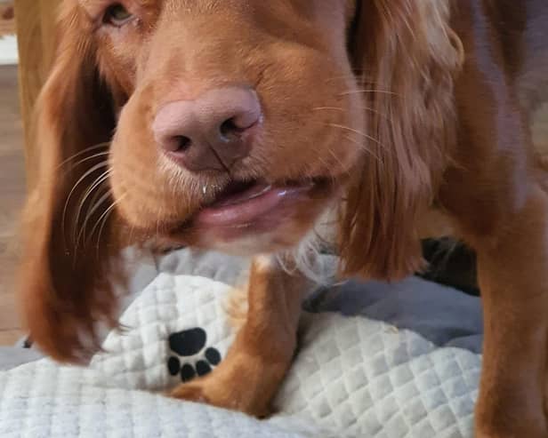 Feeling ruff: Poor Hector was left horribly swollen
