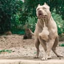 Lots of the people who own dogs like American bully XLs, above, do so to use those dogs as weapons, says Vladimir McTavish