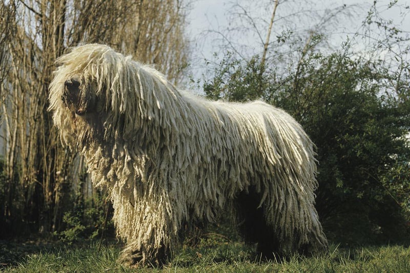 The UK Kennel Club warns that the Komondor, a breed originally from Hungary, has a "forbidding temperament, distrustful of strangers and strongly territorial". That dense corded coat may look amazing, but this is a breed that needs a strong hand and complete authority to ensure it doesn't turn aggressive.